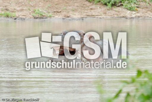 Flusspferd (96 von 104).jpg